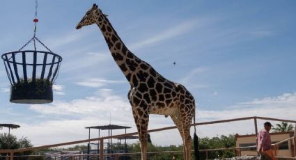 Jirafa Benito: 2 mil kilómetros después, pudo llegar a su nueva casa en un zoológico de Puebla