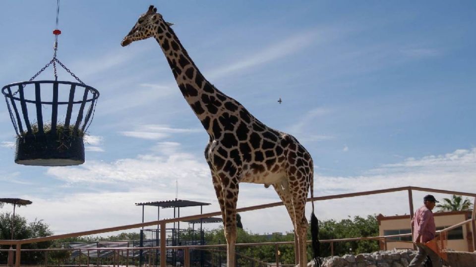 Jirafa Benito: 2 mil kilómetros después, pudo llegar a su nueva casa en un zoológico de Puebla