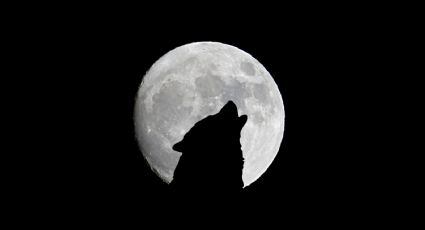 Luna de Lobo, conoce qué es y cuándo sucederá este fenómeno astronómico