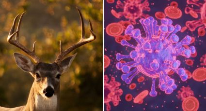 La enfermedad del ciervo zombie, el nuevo virus que pone en alerta a las autoridades de salud