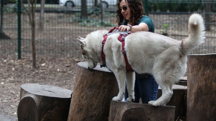 Este es el parque de perritos más bonito de la CDMX, ¿lo conoces?