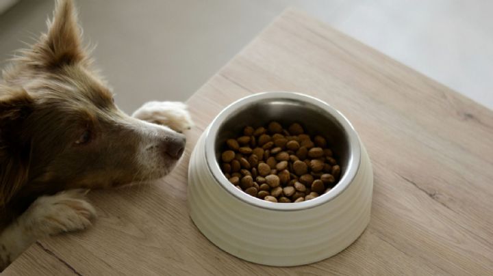 Las croquetas para perros más baratas y con palomita de Profeco