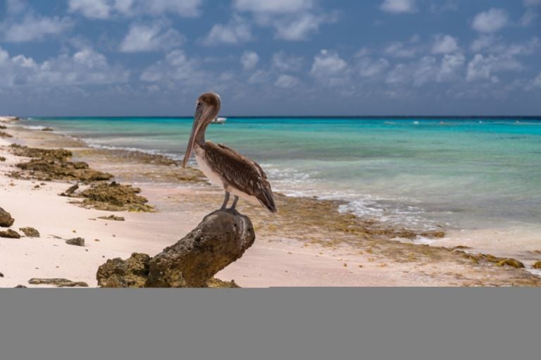 Buceo, esnorkel, avistamiento de aves y ballenas son algunas de las actividades que pueden hacer los turistas en Playa del Amor. 