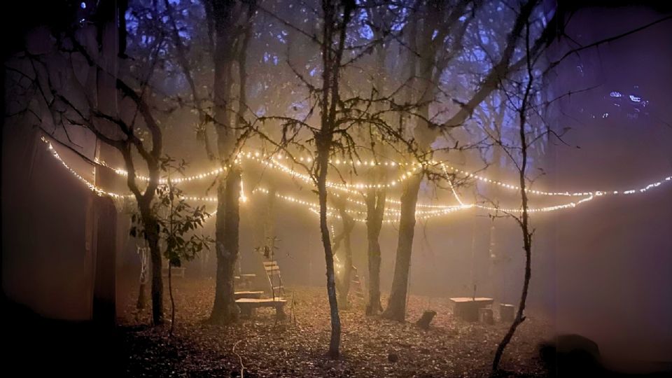 Conoce el Bosque Iluminado en Oaxaca.