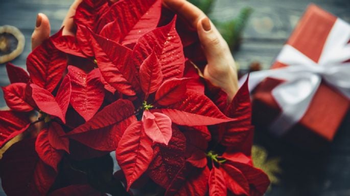 Este es el Barrio Mágico en CDMX donde encontrarás las flores de Noche Buena más bonitas y baratas