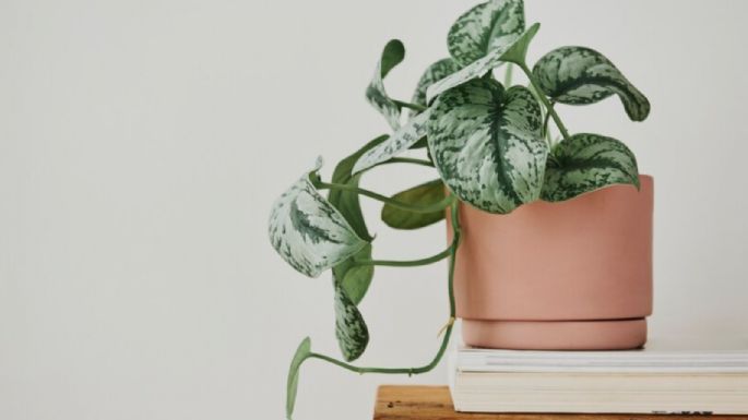 Las plantas que debes tener en tu casa para atraer la abundancia, según el Feng Shui