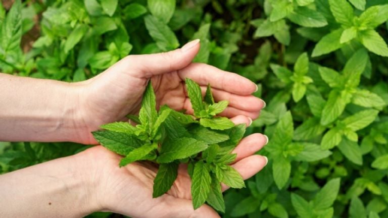 La menta es una planta que puede atraer la alegría y disminuir el estrés, según el Feng Shui.