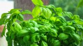 Foto ilustrativa de la nota titulada El truco de jardinería para tener la planta albahaca frondosa y fresca