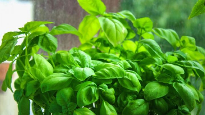 El truco de jardinería para tener la planta albahaca frondosa y fresca