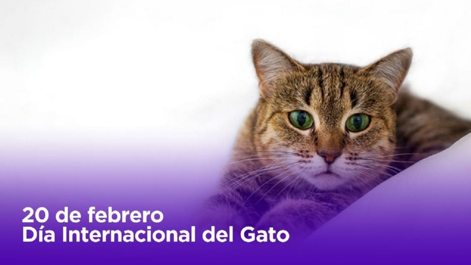 Día Internacional del michi