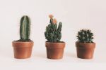 Feng Shui: ¿Cuáles son las plantas que NO debes tener en tu casa