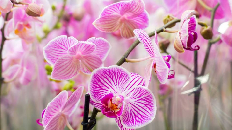 Esto es lo que debes saber sobre el Festival de las Flores Orquídea en CDMX.