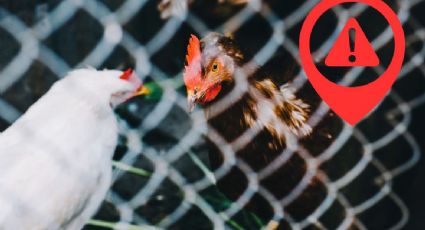 ¿Qué provoca la gripe aviar en humanos? Estas son sus causas, síntomas y formas de transmisión