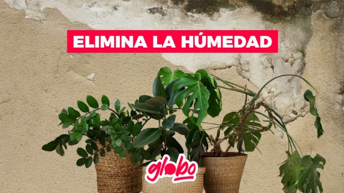 ¿Qué planta es buena para absorber la humedad? Así puedes eliminar el moho de las paredes y techo