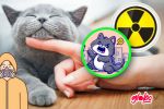 Gato radioactivo, este es el animal que nunca debe ser acariciado por las personas