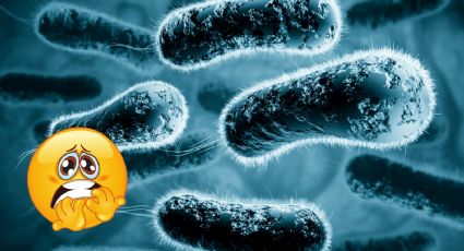 ¿Qué es el estreptococo, la ‘bacteria carnívora’ que tiene en alerta a Japón?