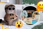 Gatito sorprende al ayudar a sus dueños a limpiar los frijoles | Video