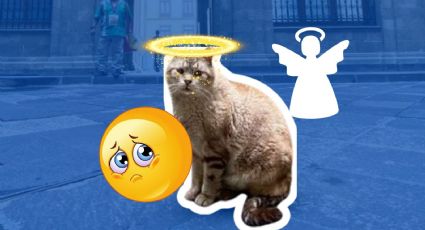 Muere Zeus, el famoso gato que habitaba en Palacio Nacional