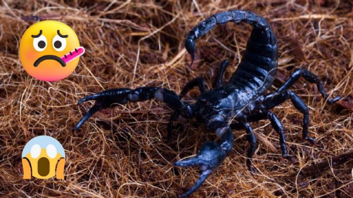 Así puedes evitar alacranes en casa en temporada de calor