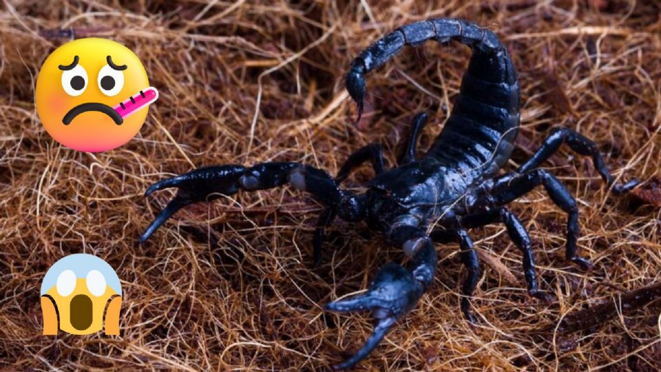 ¿Alacranes en casa? Evita que entren.