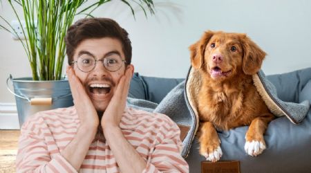 ¿En qué estado de la República ya no se podrá negar la renta de vivienda por tener mascotas?