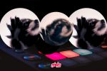 Mapache bailando ‘Pedro, Pedro’: ¿Por qué es viral el video de Tik Tok?