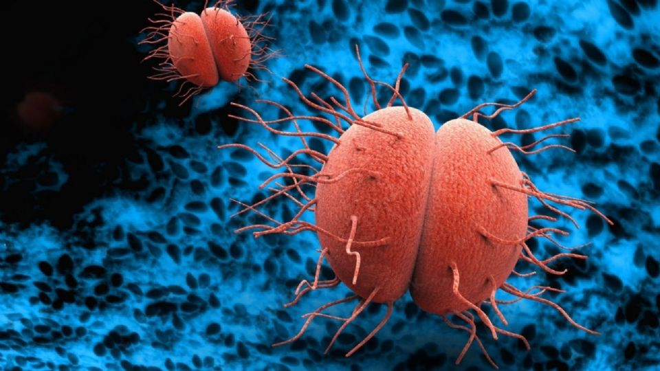 ¿Qué es la Neisseria meningitidis que causa la meningitis?