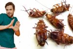 Cucarachas: ¿Por qué salen en temporada de calor y cómo se pueden evitar?