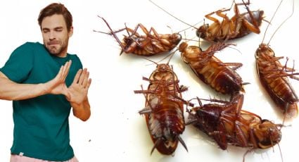 Cucarachas: ¿Por qué salen en temporada de calor y cómo se pueden evitar?