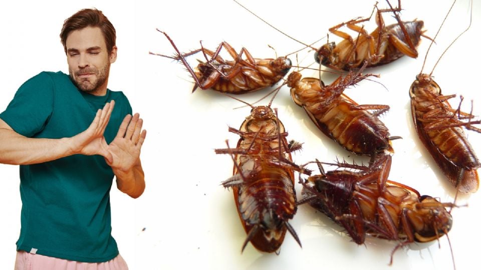 Te decimos por qué las cucarachas salen más en temporada de calor.