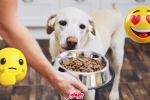 ¿Cuál es el mejor alimento para perros y como elegir las croquetas indicadas para nuestra mascota?