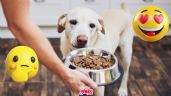 Foto ilustrativa de la nota titulada ¿Cuál es el mejor alimento para perros y como elegir las croquetas indicadas para nuestra mascota?