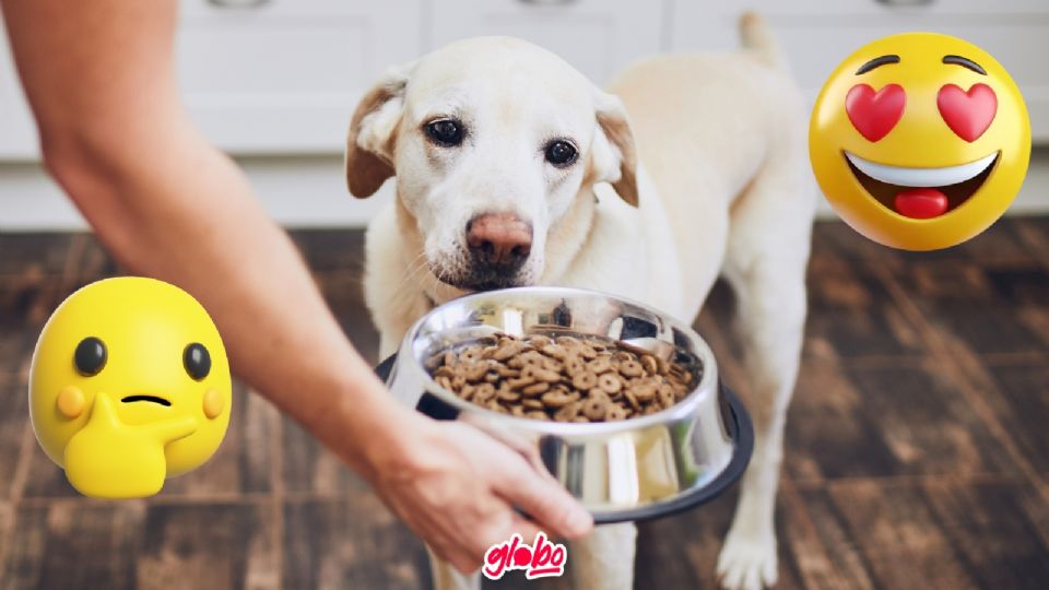 la croqueta de pollo es buena para los perros