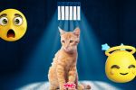 Sony: Conoce la historia del GATO recluido en PRISIÓN, que se volvió viral en redes | Video