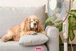 Deshidratación en perros: ¿Cuáles son los síntomas y cómo prevenirlo?