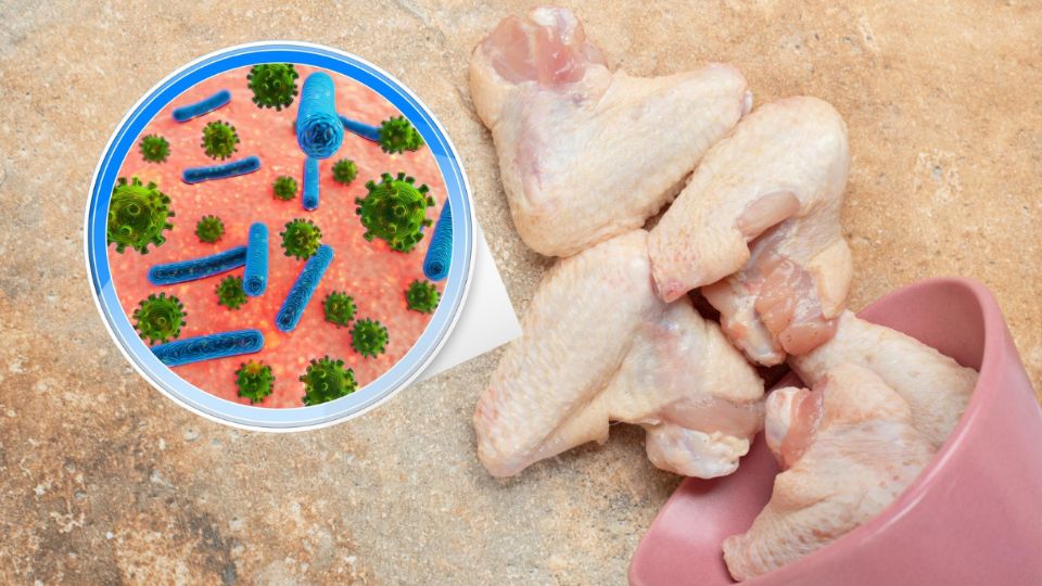 ¿Qué es y qué alimentos pueden contener Salmonella?