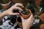 Cuál es el sustrato ideal para que tus plantas resistan mejor la temporada de lluvia