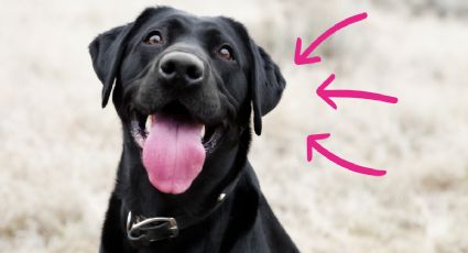 Cuáles son las 10 palabras que los perros entienden, según afirma la ciencia