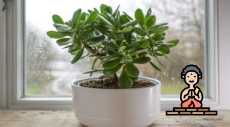Cómo activar el árbol de jade, para atraer prosperidad y fortuna a tu casa