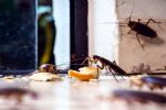 Cómo eliminar las cucarachas de tu hogar usando esta fruta