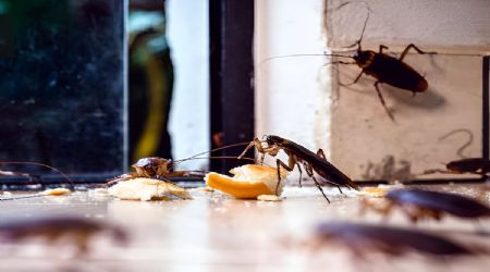 Cómo eliminar las cucarachas de tu hogar usando esta fruta