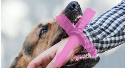 Estas son las mejores técnicas para evitar que tu perro muerda a un desconocido, según especialista
