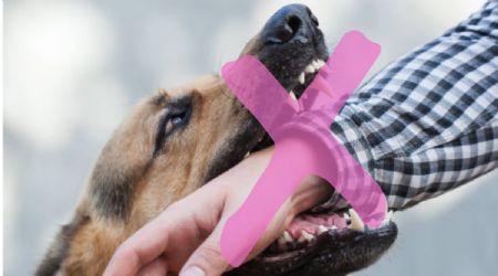 Estas son las mejores técnicas para evitar que tu perro muerda a un desconocido, según especialista