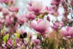 3 plantas que deberías podar antes que termine junio para que estalle de flores en la próxima temporada