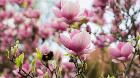 3 plantas que deberías podar antes que termine junio para que estalle de flores en la próxima temporada