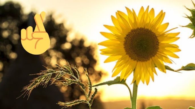 ¿Hacia dónde poner los girasoles para atraer la buena suerte y abundancia, según el feng shui?