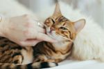 Cuáles son los increíbles beneficios de criar un gato en un hogar