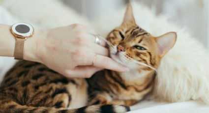 Cuáles son los increíbles beneficios de criar un gato en un hogar