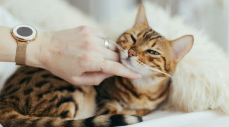 Cuáles son los increíbles beneficios de criar un gato en un hogar