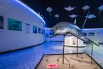 Exposición Tiburones del Museo de Historia Natural: ¿Cuándo ir y cuál es el costo de los boletos?